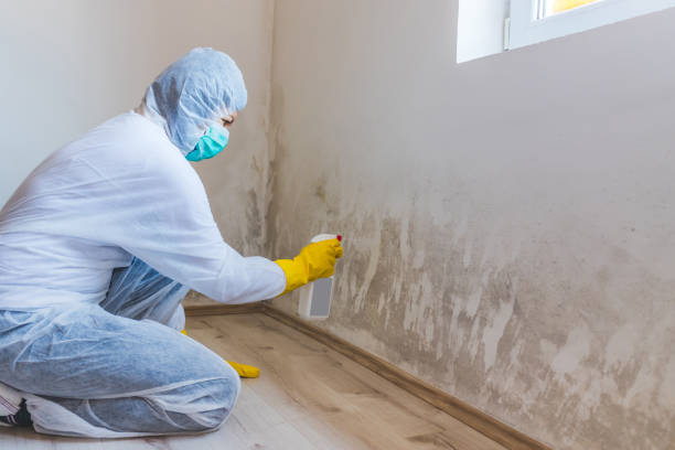 Licensed Commercial Mold Remediation service in Glen Arbor, MI - WQB Mold Removal
